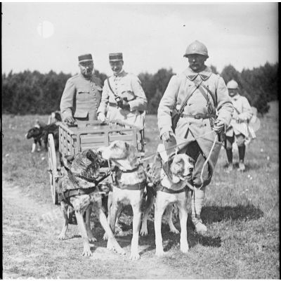 [Des soldats cynophiles avec leurs chiens.]