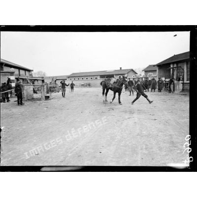 Lyon. Dressage des chevaux canadiens (méthode du Lieutenant Dumas du 54e d'artillerie). Le cheval se calme (28.3.17). [légende d'origine]