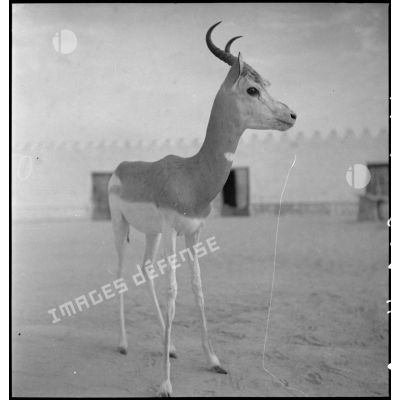 Antilope apprivoisée devant le poste des tirailleurs de N'Guigmi (Niger).