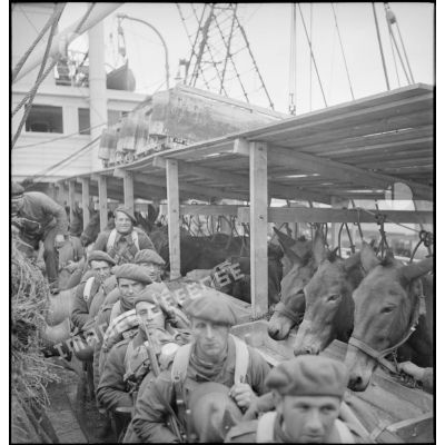Légionnaires et mulets à bord d'un paquebot dans le port de Brest.