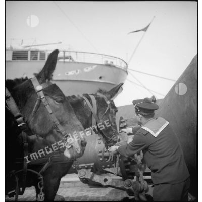 Mulets destinés au Corps expéditionnaire français en Scandinavie (CEFS) sur un quai du port de Brest.