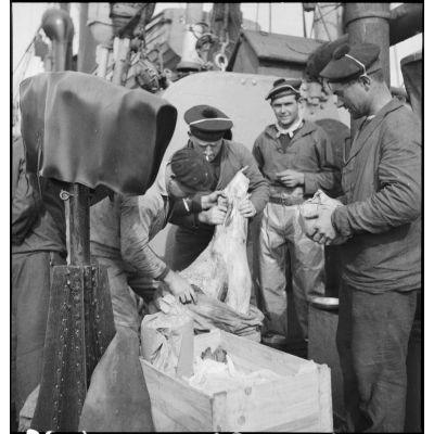 Chargement d'un stock de morues séchées à bord du chalutier de la marine marchande Roche noire, réquisitionné et armée par la Marine nationale comme dragueur de mines auxiliaire.