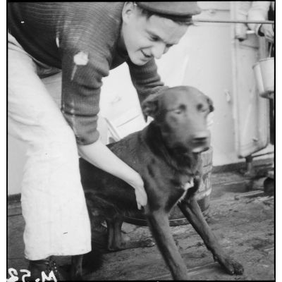 Le chien Dixmude, mascotte du contre-torpilleur Le Malin.