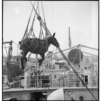 Embarquement à bord de paquebots de mulets destinés aux troupes du CEFS.