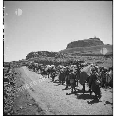 Une colonne d'une compagnie muletière du 17e RTS marche sur une piste du Djebel Druze.
