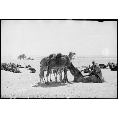 Des dromadaires du Makhzen méhariste d'El Oued boivent à un puits.