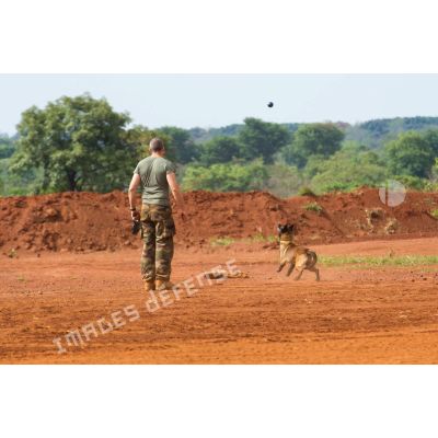 Caiser, un des chiens de la plateforme opérationnelle de défense de Bambari, joue à son jeu favori avec son maître-chien.