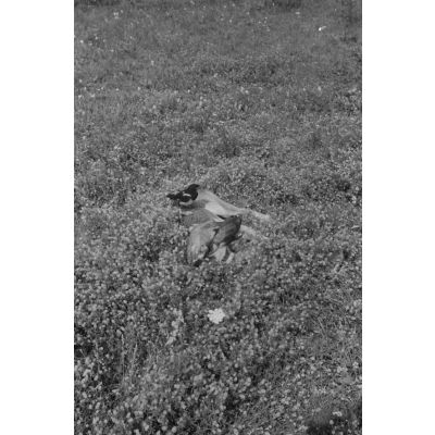 Sur le terrain d'aviation occupé par le 2e groupe du Jagdgeschwader 3 Udet, un berger allemand joue avec une pie (oiseau).