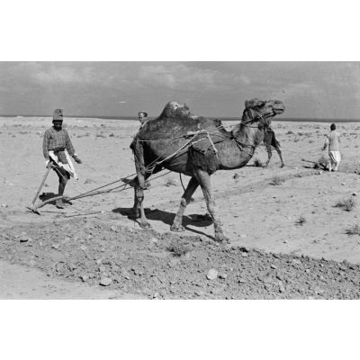 En Egypte, à 100 kilomètres du front d'El Alamein, des travaux agraires à l'aide d'un dromadaire.