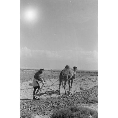 En Egypte, à 100 kilomètres du front d'El Alamein, des travaux agraires à l'aide d'un dromadaire.