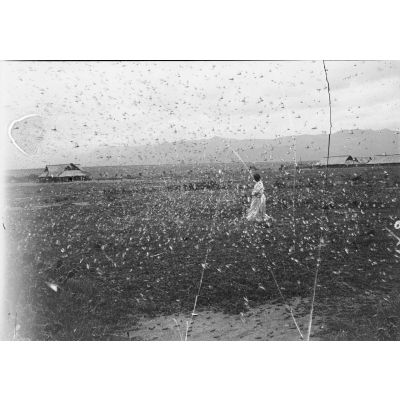 [Une femme malgache au milieu d'un essaim de sauterelles à Betroka.]
