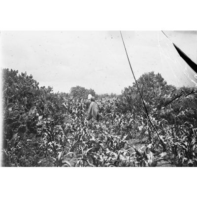 [Un officier de l'infanterie coloniale et une femme malgache dans un champs attaqué par un essaim de sauterelles.]