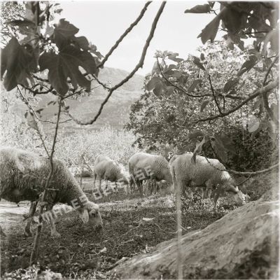 [Figuier et moutons en Algérie, 1954-1962.]