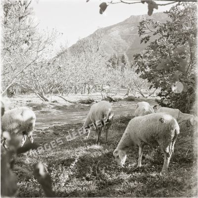 [Figuier et moutons en Algérie, 1954-1962.]