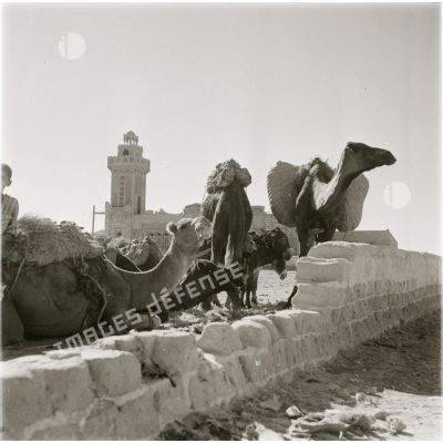 [Dromadaires devant une mosquée en Algérie, 1954-1962.]