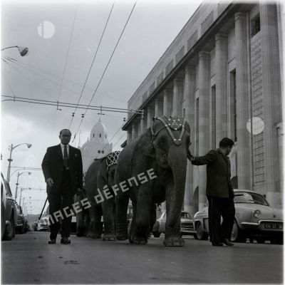 [Eléphants dans une agglomération algérienne, 1954-1962.]