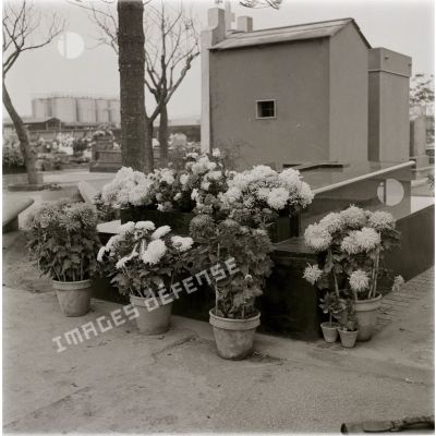 [Une tombe fleurie de chrysanthèmes dans un cimetière en Algérie, 1954-1962.]