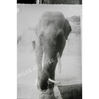 [Reproduction de la photographie d'un éléphant, s. d.]
