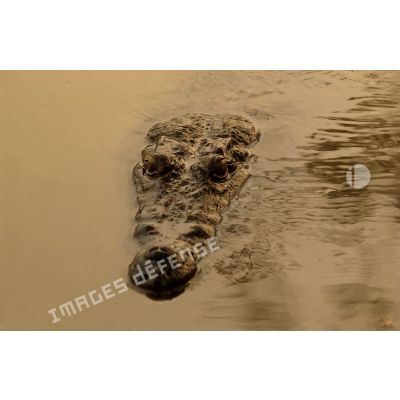 Un crocodile nage dane le fleuve OuBangui.