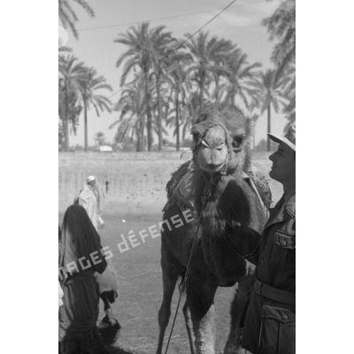A Tripoli, le caporal allemand pose avec un dromadaire.