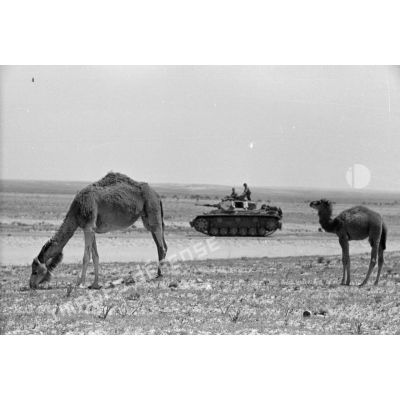 Des dromadaires paissent tandis qu'une colonne de véhicules du Panzer-Regiment 5 (Pz-Rgt-5) passe sur la via Balbia.