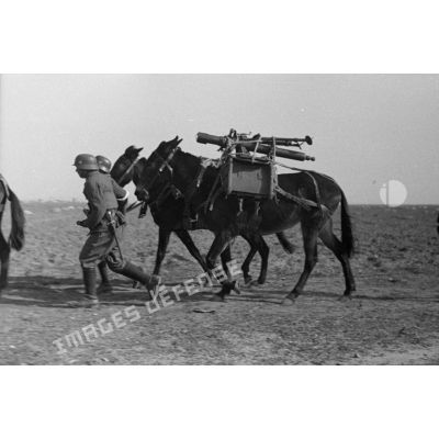 Volontaires guidant des mulets portant des mortiers Brandt de 81 mm sur des bâts.