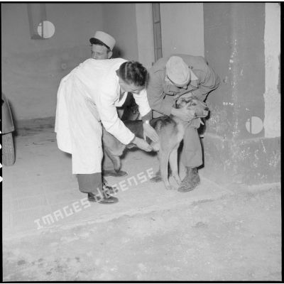 Examen d'un chien par des vétérinaires du 31e Groupe vétérinaire (GV) à Mostaganem.