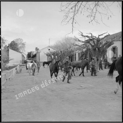 Soldats avec leurs chevaux au cantonnement au 31e Groupe vétérinaire (GV) à Mostaganem.