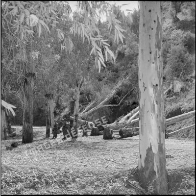 Abattage d'arbres par le 57e bataillon du génie (BG) pour la construction de la route nationale 25 entre Dra-el-Mizan à Mirabeau (Kabylie).
