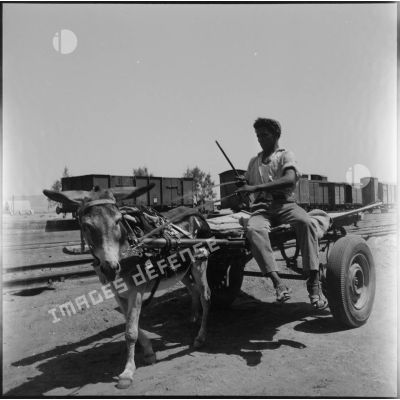 Un paysan sur une charrette, dans les environs de Colomb Béchar.