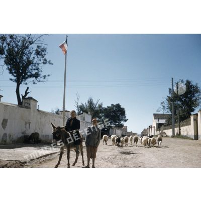 [Algérie, 1956-1958. Jeunes Algériens avec un âne dans la rue d'un village.]