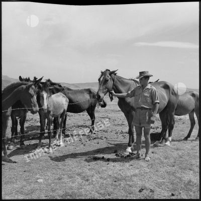 Un soldat du 4e RChC s'occupant des chevaux.
