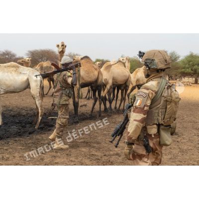 Un légionnaire du 2e régiment étranger d'infanterie (2e REI) et un soldat malien croisent la route d'un troupeau de dromadaires lors d'une patrouille dans le Liptako, au Mali.