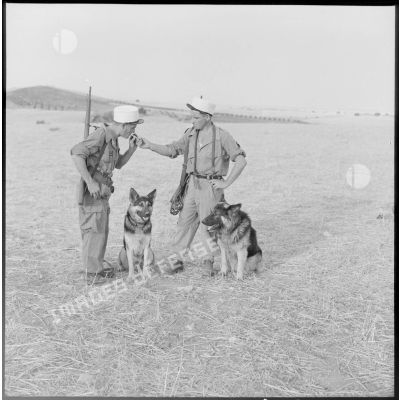 Deux maîtres chiens du 5e régment étranger d'infanterie (REI) et leurs bergers allemands.