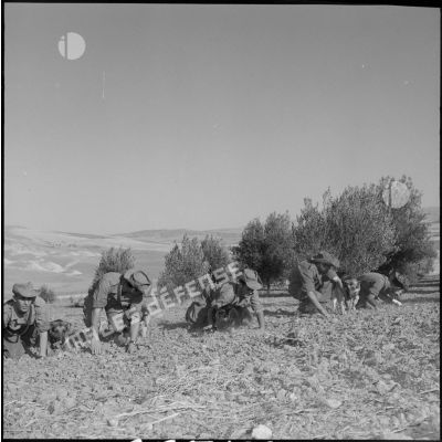 Les soldats du 4e peloton cynophile entraînent leurs chiens à se déplacer au ras du sol.