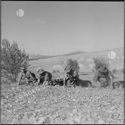 Les soldats du 4e peloton cynophile entraînent leurs chiens à se déplacer au ras du sol.