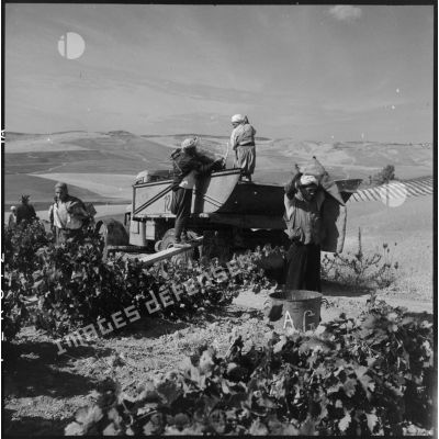 Les ouvriers agricoles transportent les raisins.