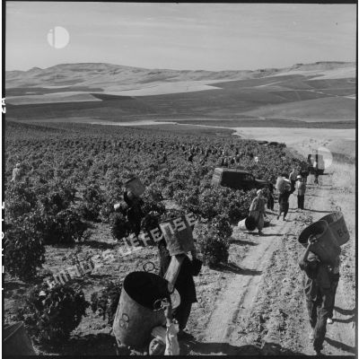 Les ouvriers agricoles portent à bout de bras leur hotte remplie de raisins.