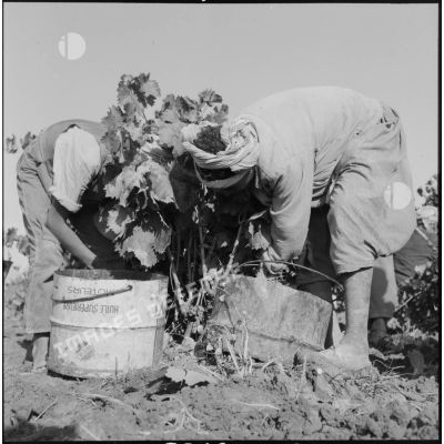 Deux jeunes ouvriers agricoles ramassent le raisin.