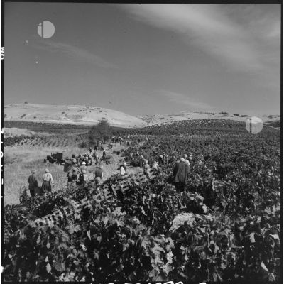 Les ouvriers agricoles vendangent les vignes.