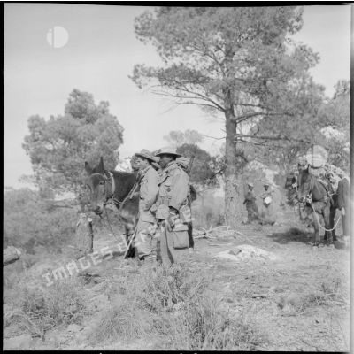 Des soldats de la 1re compagnie muletière gardent leurs mulets dans la forêt des Beni-Melloul.