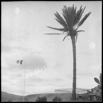 Un palmier près d'un poste de contrôle militaire dans le djebel algérien.