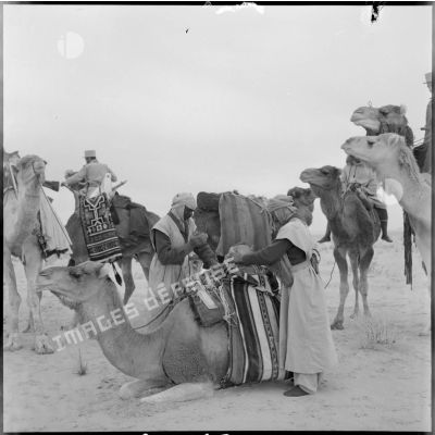 Les méharistes de la CMEO fouillent le harnachement du dromadaire d'un groupe de nomades dans la région d'El Oued.
