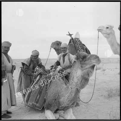 Des méharistes de la CMEO fouillant le harnachement d'un dromadaire d'un groupe de voyageurs dans la région d'El Oued.