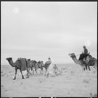 La patrouille de méharistes de la compagnie méhariste de l'erg oriental (CMEO) laisse repartir une caravane après un contrôle dans la région d'El Oued.