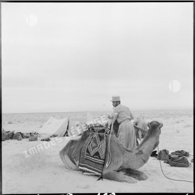 Un méhariste de la CMEO harnache son dromadaire sur le campement du groupe dans la région d'El Oued.