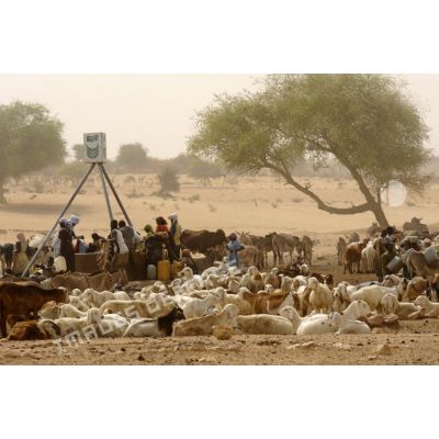 Des tchadiens puisent de l'eau à un puits afin d'abreuver leur troupeau au pied d'un arbre.