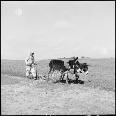 Un laboureur au pied de la colline d'Ali Montar ou Al Montar, dans le secteur de Gaza.