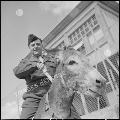 Un militaire juché sur un âne à Mascara.