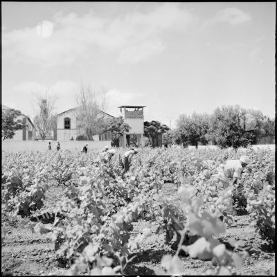Région d'AÏn-Temouchent. Des ouvriers travaillent dans les vignes devant une ferme.
